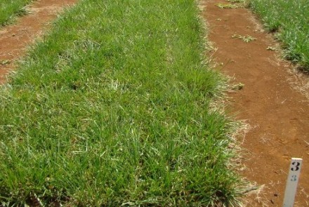 Festuca INIA Aurora