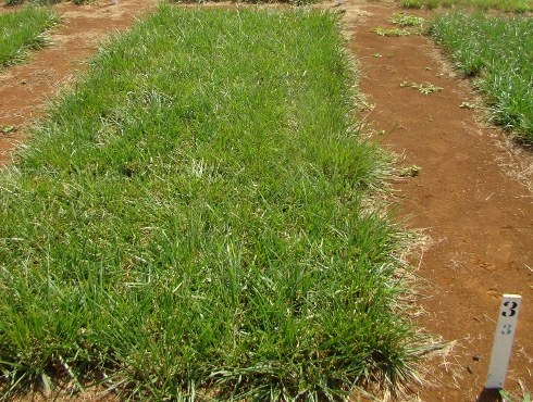 Festuca INIA Aurora Festuca INIA Aurora