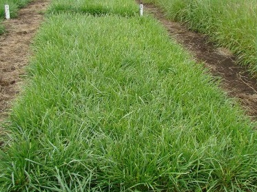 Festuca Quantum II
