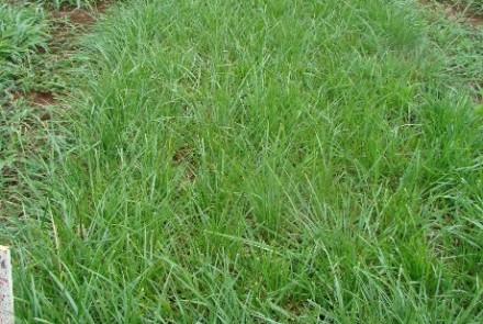 Festuca Rizomat