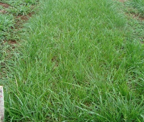 Festuca Rizomat