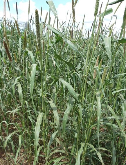 Milheto