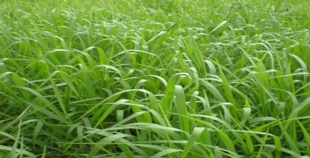 Brachiaria  Piatã