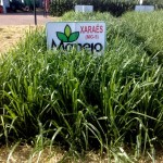 Brachiaria MG5