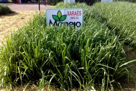Brachiaria MG5