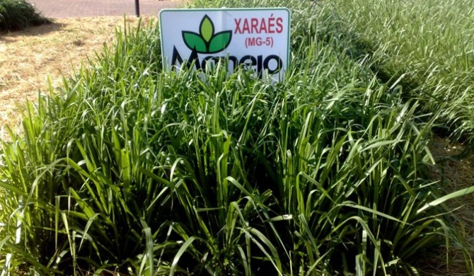 Brachiaria MG5