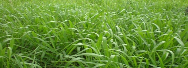 Brachiaria  Piatã