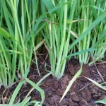 Aveia Preta – GMX Bagual